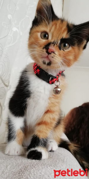 Tekir Kedi, Kedi  Karamel fotoğrafı