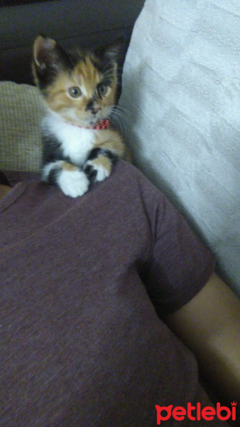 Tekir Kedi, Kedi  Karamel fotoğrafı