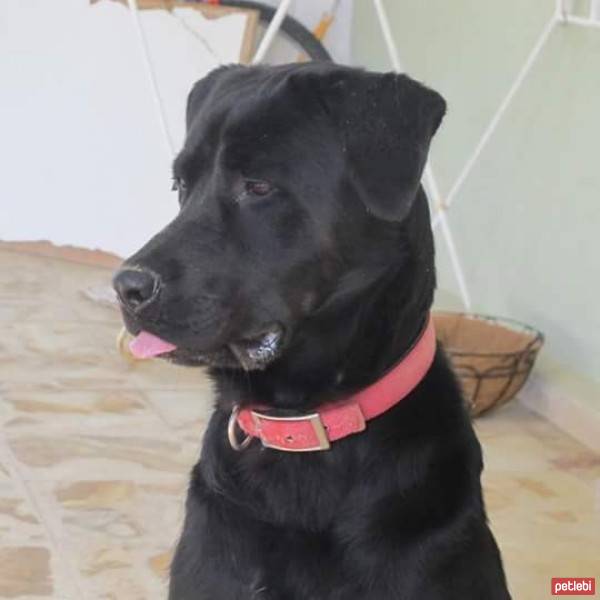 Labrador Retriever, Köpek  Şerif fotoğrafı