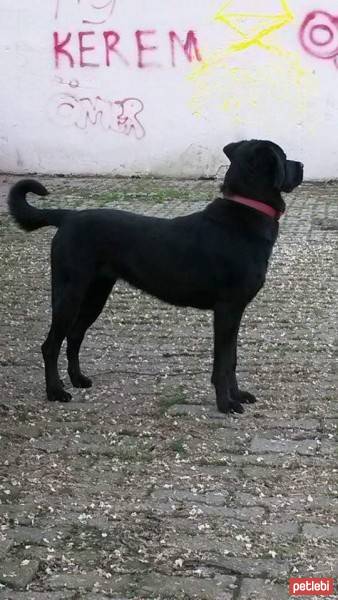 Labrador Retriever, Köpek  Şerif fotoğrafı