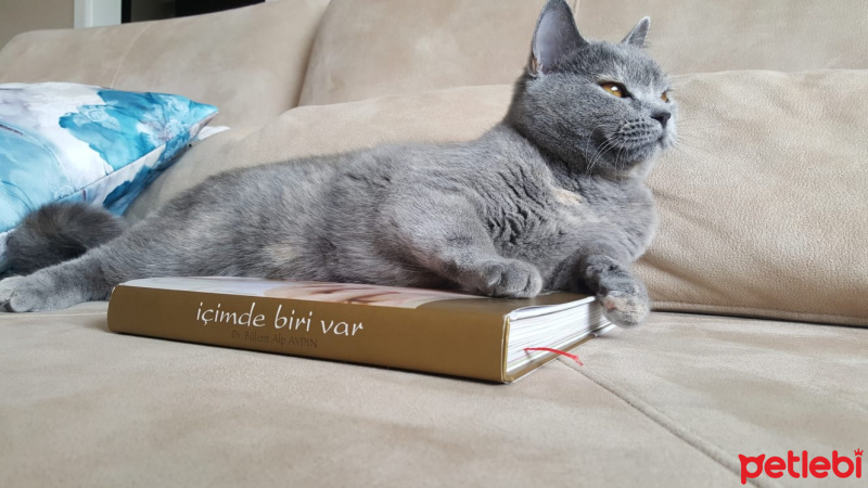 British Shorthair, Kedi  Bıdık fotoğrafı