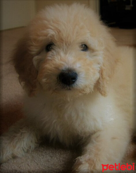 Poodle(Standart Kaniş), Köpek  Raphael fotoğrafı