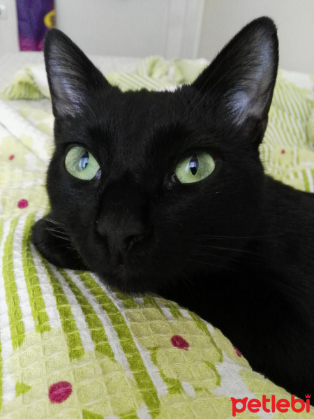 Tekir Kedi, Kedi  Tezcan fotoğrafı