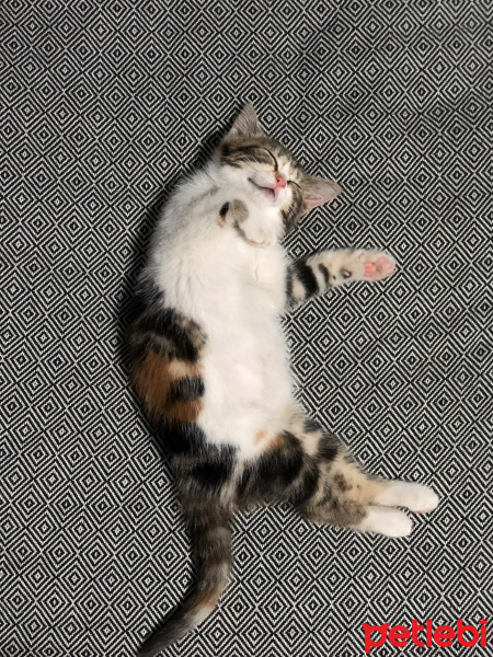 Tekir Kedi, Kedi  Mars fotoğrafı