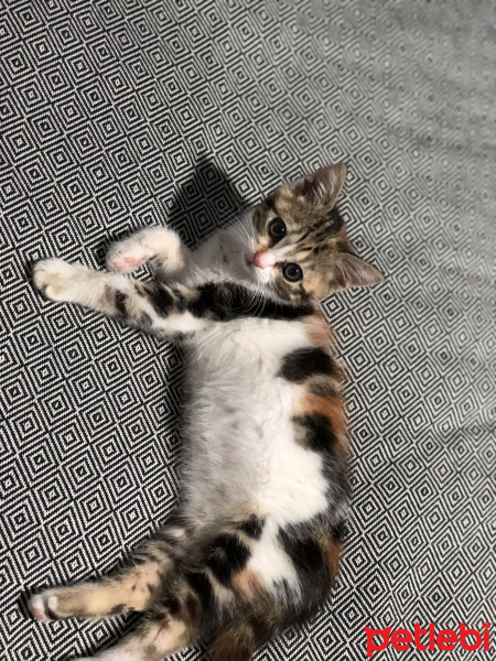Tekir Kedi, Kedi  Mars fotoğrafı