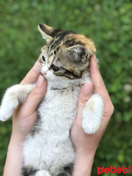 Tekir Kedi, Kedi  Mars fotoğrafı