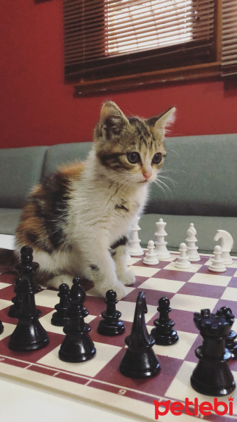 Tekir Kedi, Kedi  Mars fotoğrafı