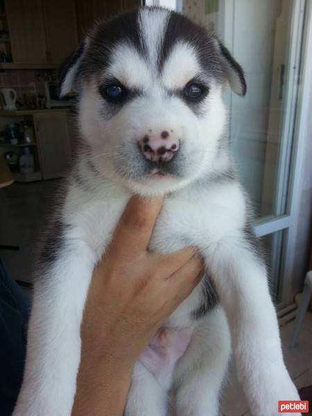 Sibirya Kurdu (Husky), Köpek  yavrucuk fotoğrafı