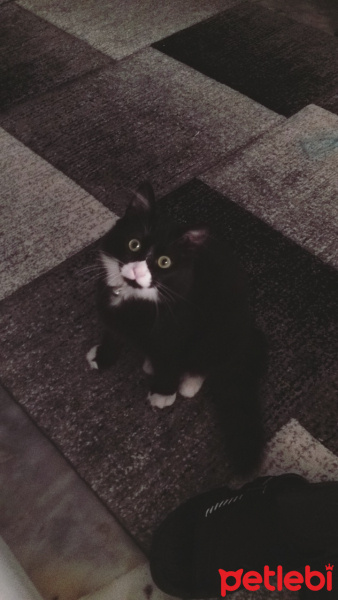 Tuxedo (Smokin) Kedi, Kedi  Sufle fotoğrafı