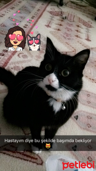 Tuxedo (Smokin) Kedi, Kedi  Sufle fotoğrafı