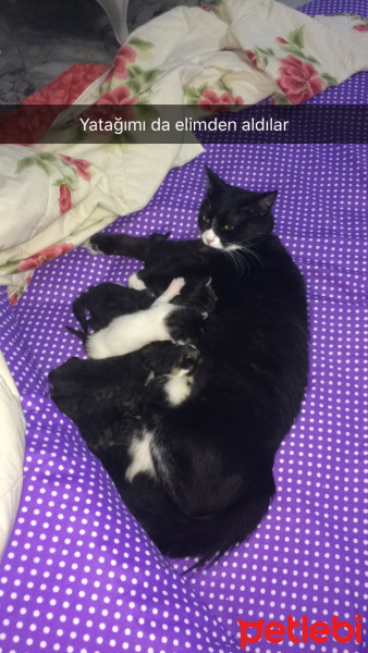 Tuxedo (Smokin) Kedi, Kedi  Sufle fotoğrafı