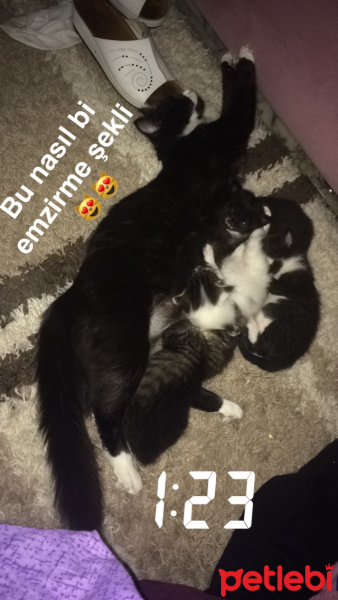 Tuxedo (Smokin) Kedi, Kedi  Sufle fotoğrafı