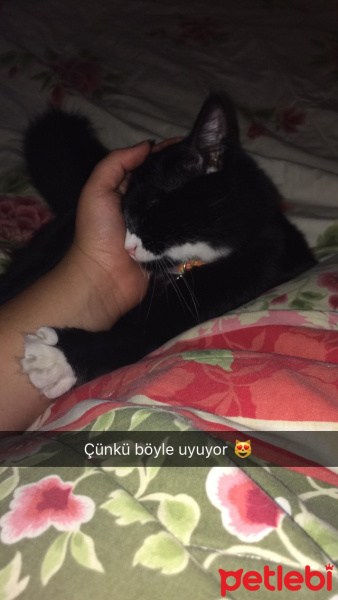 Tuxedo (Smokin) Kedi, Kedi  Sufle fotoğrafı