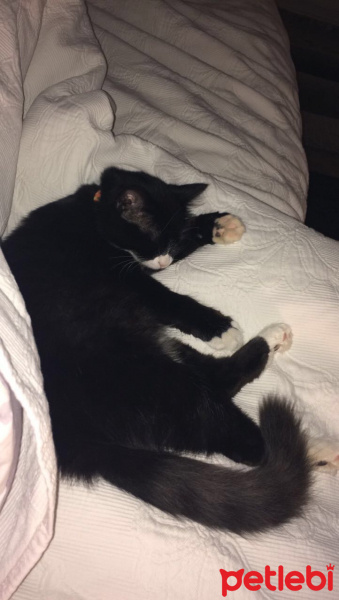 Tuxedo (Smokin) Kedi, Kedi  Sufle fotoğrafı