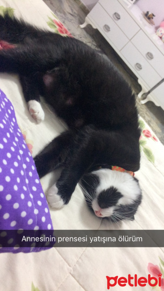 Tuxedo (Smokin) Kedi, Kedi  Sufle fotoğrafı