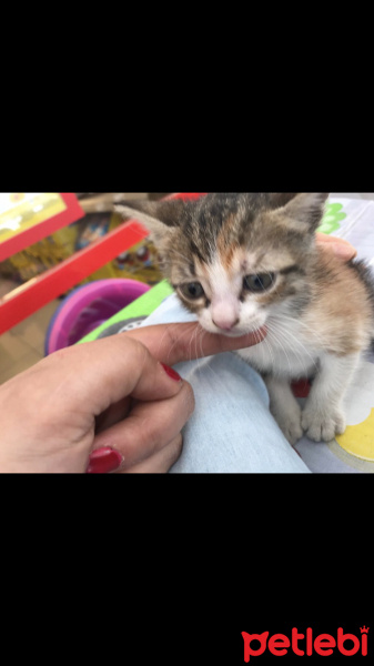 Tekir Kedi, Kedi  Hira fotoğrafı