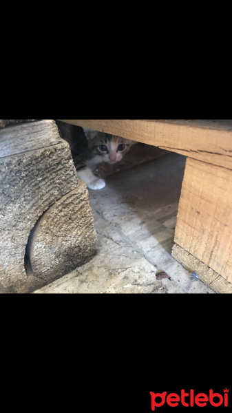 Tekir Kedi, Kedi  Hira fotoğrafı
