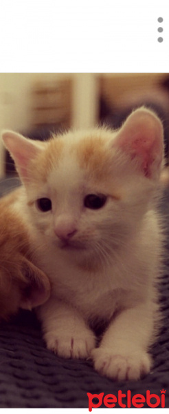 Tekir Kedi, Kedi  Gatito fotoğrafı
