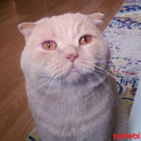 Scottish Fold, Kedi  Çiri fotoğrafı