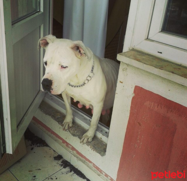 Dogo Arjantin, Köpek  Dobiş fotoğrafı