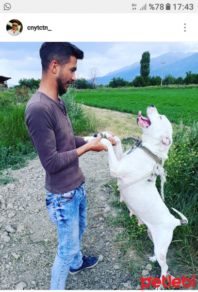 Dogo Arjantin, Köpek  Dobiş fotoğrafı