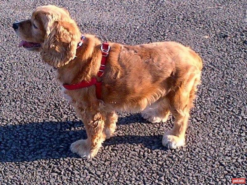 Amerikan Cocker Spaniel, Köpek  Daisy fotoğrafı