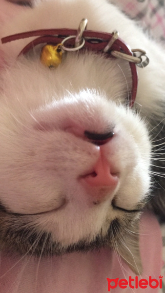 Tekir Kedi, Kedi  Malinka fotoğrafı
