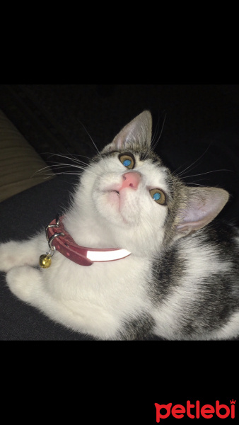Tekir Kedi, Kedi  Malinka fotoğrafı