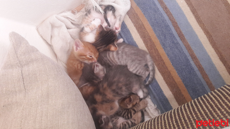 Tekir Kedi, Kedi  Isimleri yok fotoğrafı