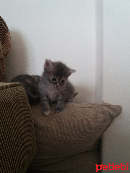 Tekir Kedi, Kedi  Isimleri yok fotoğrafı