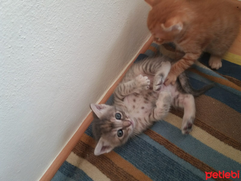 Tekir Kedi, Kedi  Isimleri yok fotoğrafı