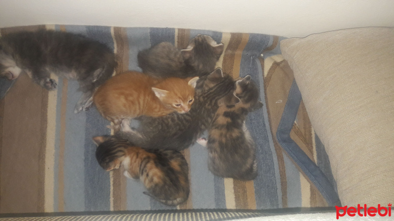 Tekir Kedi, Kedi  Isimleri yok fotoğrafı