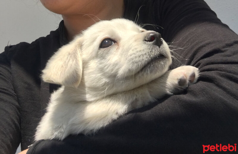 Tibetli Spaniel, Köpek  mila fotoğrafı