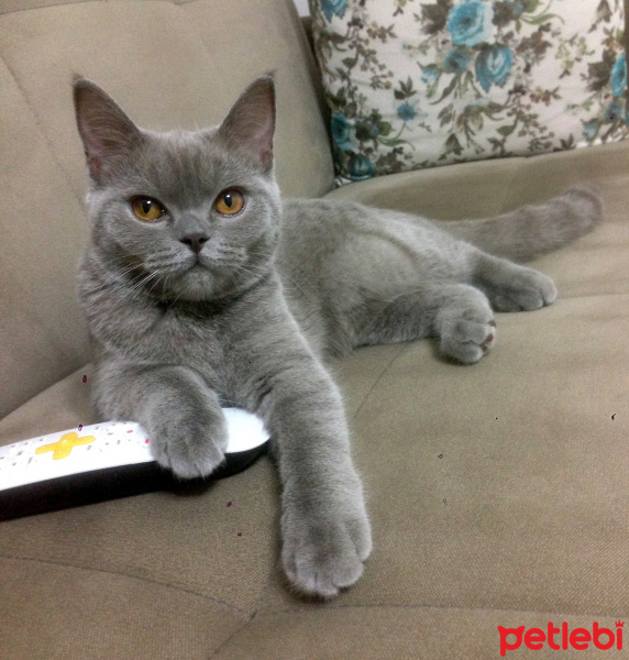 British Shorthair, Kedi  Maya fotoğrafı