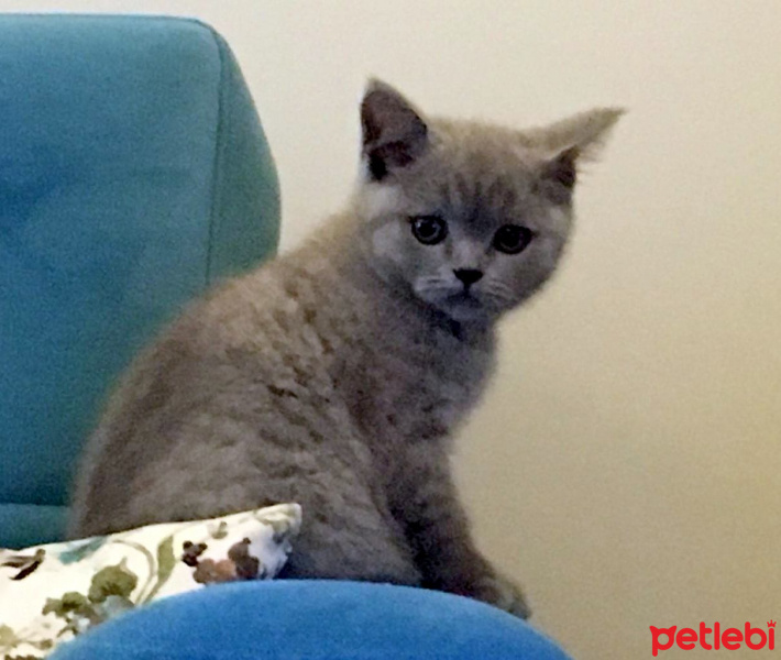 British Shorthair, Kedi  Maya fotoğrafı