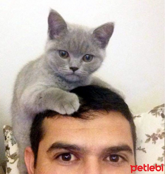 British Shorthair, Kedi  Maya fotoğrafı