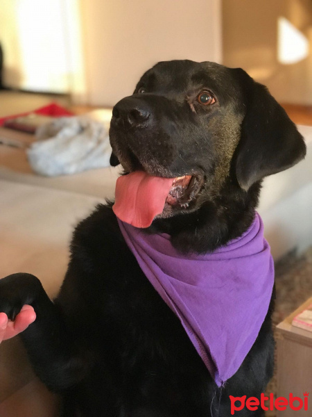 Labrador Retriever, Köpek  Boss fotoğrafı