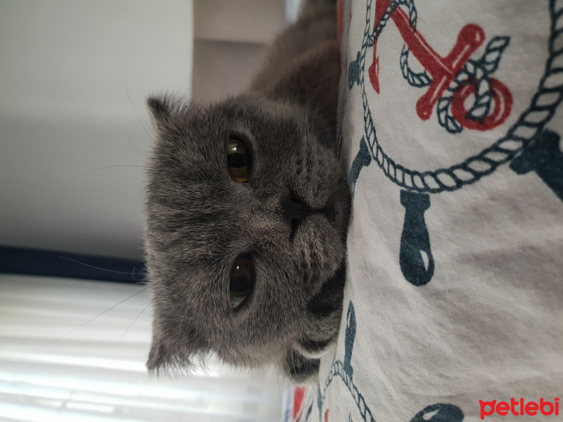 Scottish Fold, Kedi  Numi fotoğrafı
