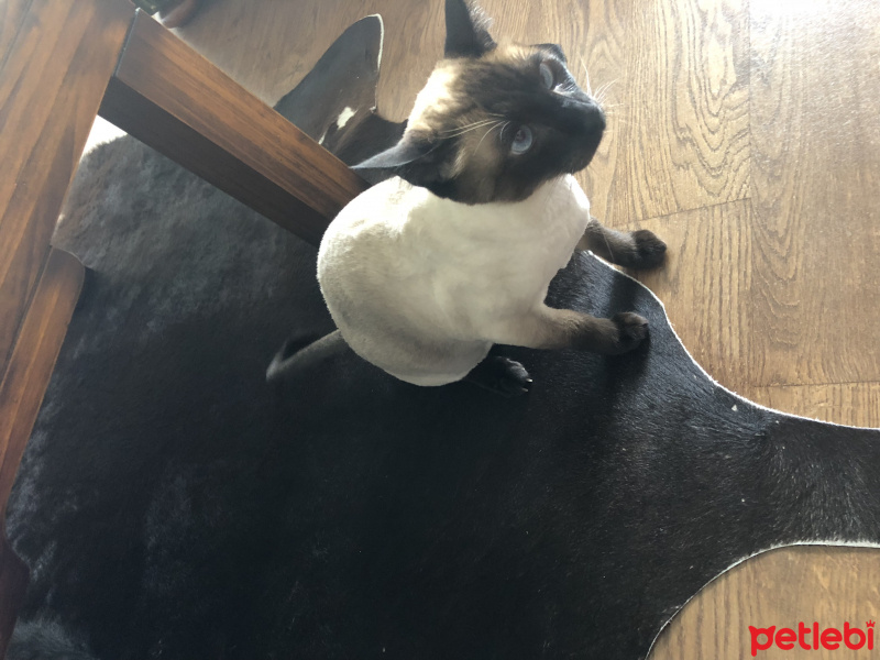 Siyam Kedisi, Kedi  Duman fotoğrafı