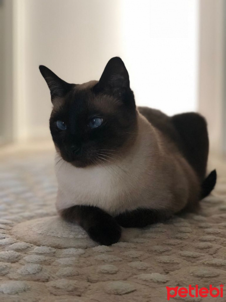 Siyam Kedisi, Kedi  Duman fotoğrafı
