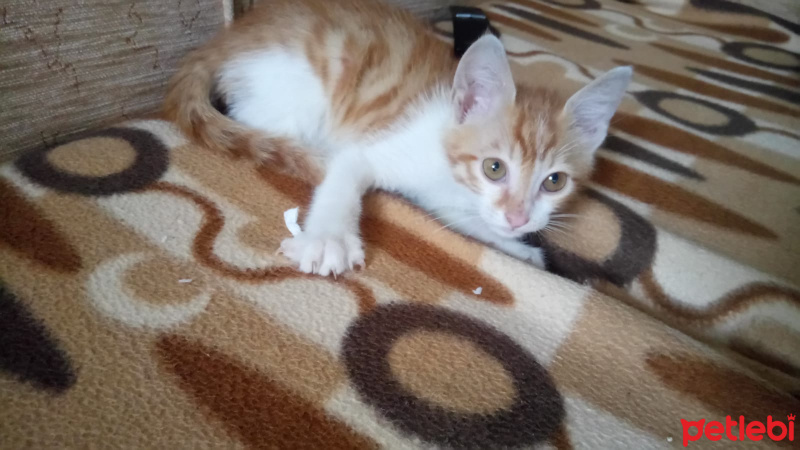 Tekir Kedi, Kedi  Tarçın fotoğrafı
