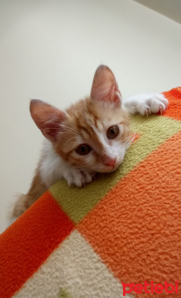 Tekir Kedi, Kedi  Tarçın fotoğrafı