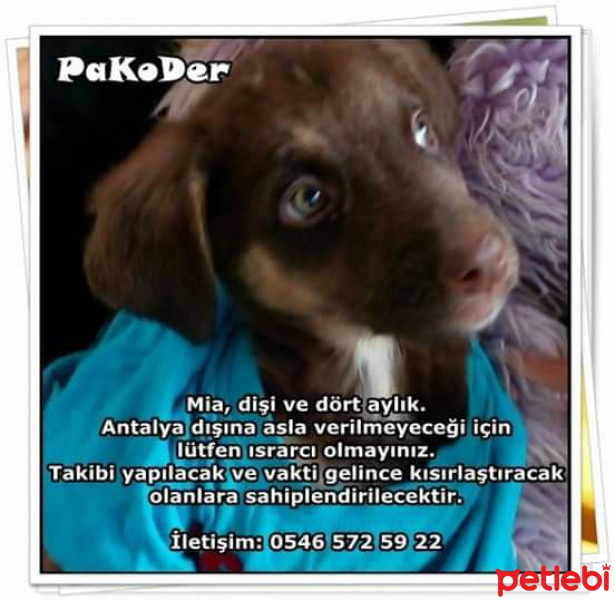 Alman Kısa Tüylü Pointer, Köpek  Mia fotoğrafı