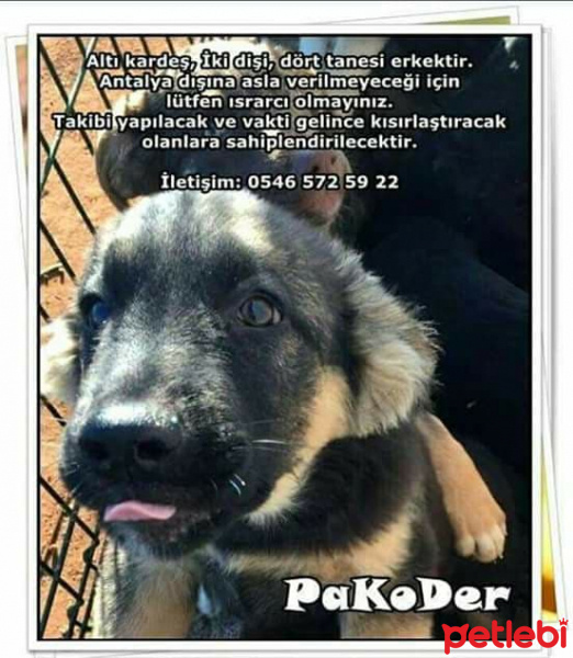 Alman Kısa Tüylü Pointer, Köpek  Mia fotoğrafı
