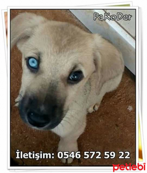 Alman Kısa Tüylü Pointer, Köpek  Mia fotoğrafı
