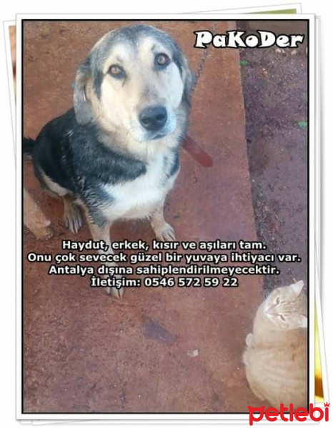 Alman Kısa Tüylü Pointer, Köpek  Mia fotoğrafı