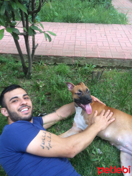Amerikan Pitbull Terrier, Köpek  Zeina fotoğrafı
