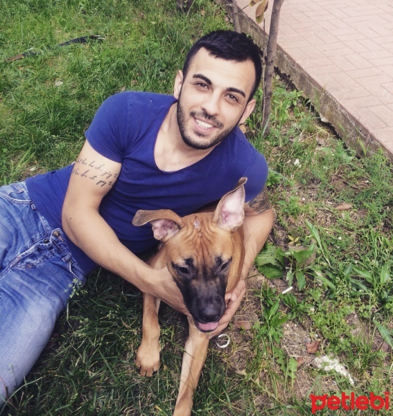 Amerikan Pitbull Terrier, Köpek  Zeina fotoğrafı