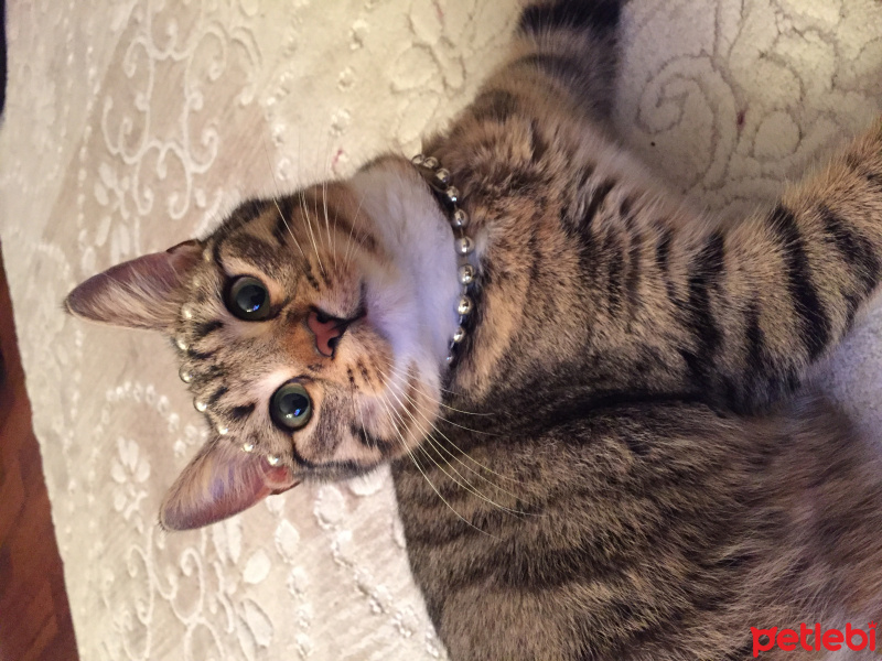 Tekir Kedi, Kedi  Mırmırsu fotoğrafı
