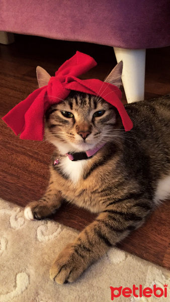 Tekir Kedi, Kedi  Mırmırsu fotoğrafı